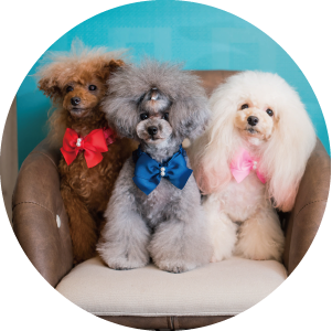 ワンちゃんの気持ちを第一に考えたホテル