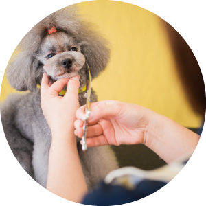 オーナー様もわんちゃんも笑顔になれるトリミング